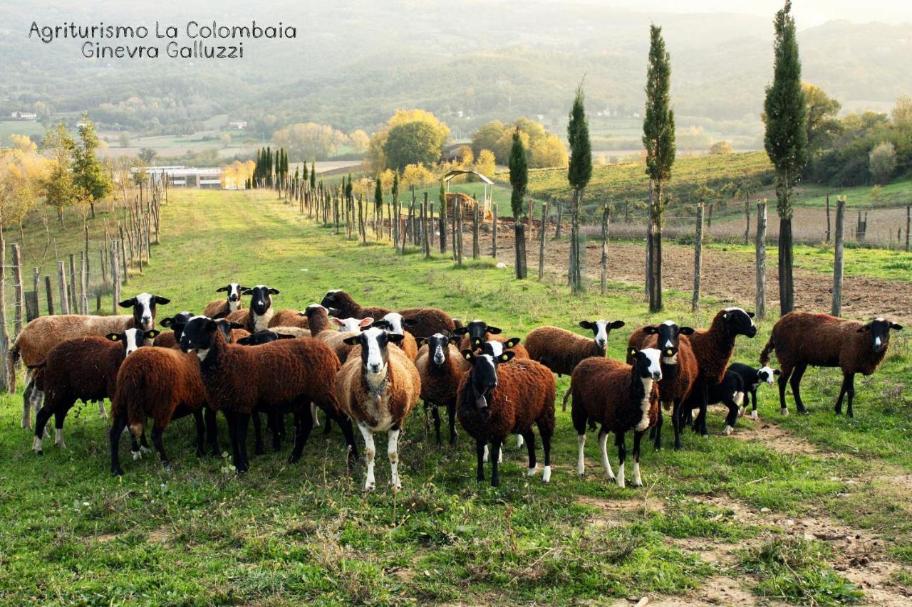 Agriturismo La Colombaia Villa Vicchio Eksteriør bilde