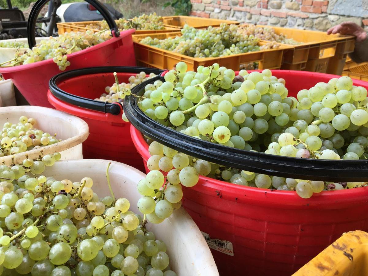 Agriturismo La Colombaia Villa Vicchio Eksteriør bilde